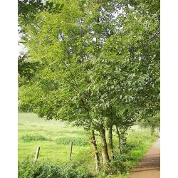 nasiona Olsza szara Alnus incana szt5 Fore177