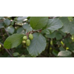 nasiona Olsza szara Alnus incana szt5 Fore177