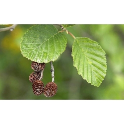 nasiona Olsza szara Alnus incana szt5 Fore177