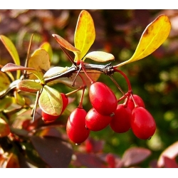 nasiona Berberys Thunberga odm. czerwonolistna Berberis szt5 Fore179
