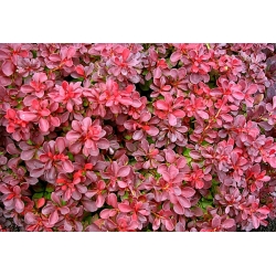 nasiona Berberys Thunberga odm. czerwonolistna Berberis szt5 Fore179