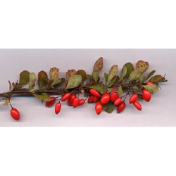 nasiona Berberys Thunberga odm. czerwonolistna Berberis szt5 Fore179