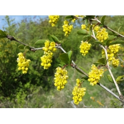 nasiona Berberys pospolity Berberis vulgaris szt5 Fore180