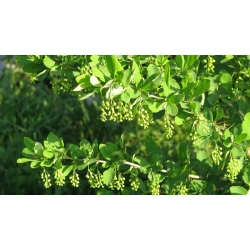 nasiona Berberys pospolity Berberis vulgaris szt5 Fore180