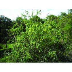 nasiona Berberys pospolity Berberis vulgaris szt5 Fore180