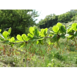 nasiona Berberys pospolity Berberis vulgaris szt5 Fore180