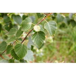 nasiona Brzoza omszona Betula pubescens szt5 Fore182