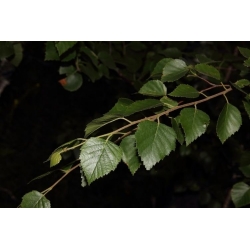 nasiona Brzoza omszona Betula pubescens szt5 Fore182