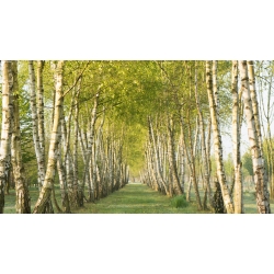 nasiona Brzoza omszona Betula pubescens szt5 Fore182