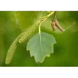 nasiona Brzoza omszona Betula pubescens szt5 Fore182