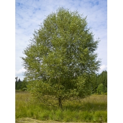 nasiona Brzoza omszona Betula pubescens szt5 Fore182