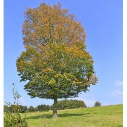 nasiona Grab pospolity Carpinus betulus szt5 Fore184