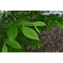 nasiona Grab pospolity Carpinus betulus szt5 Fore184