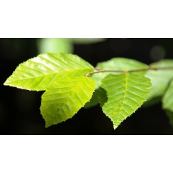 nasiona Grab pospolity Carpinus betulus szt5 Fore184