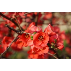 nasiona Pigwowiec japoński Chaenomeles japonica szt5 Fore185