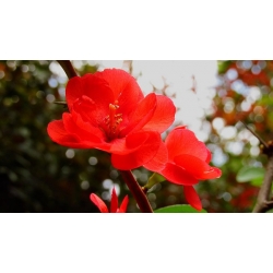 nasiona Pigwowiec japoński Chaenomeles japonica szt5 Fore185