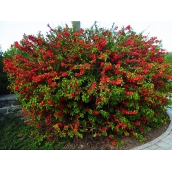 nasiona Pigwowiec japoński Chaenomeles japonica szt5 Fore185