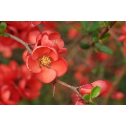 nasiona Pigwowiec japoński Chaenomeles japonica szt5 Fore185