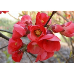 nasiona Pigwowiec japoński Chaenomeles japonica szt5 Fore185