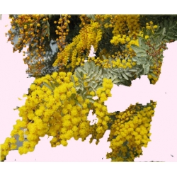 Nasiona Akacja baileyana żółta szt.5 Nxx100