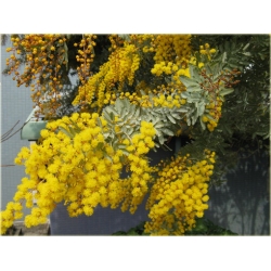 Nasiona Akacja baileyana żółta szt.5 Nxx100