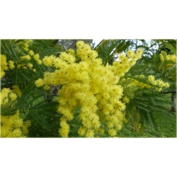 Nasiona Akacja baileyana żółta szt.5 Nxx100