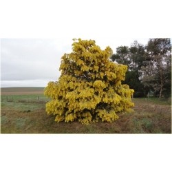 Nasiona Akacja baileyana żółta szt.5 Nxx100