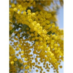 Nasiona Akacja baileyana żółta szt.5 Nxx100