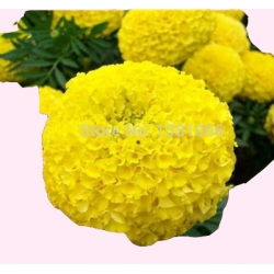 Nasiona Aksamitka żółty szt.5 N126