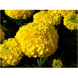 Nasiona Aksamitka żółta szt.5 Nxx126