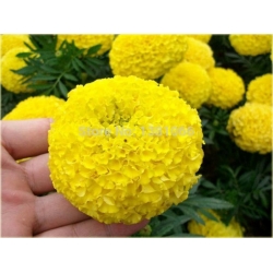 Nasiona Aksamitka żółta szt.5 Nxx126