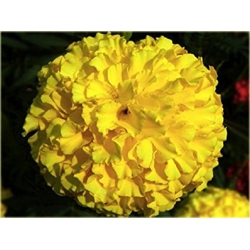 Nasiona Aksamitka żółta szt.5 Nxx126