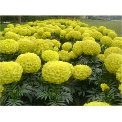 Nasiona Aksamitka żółta szt.5 Nxx126