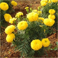 Nasiona Aksamitka żółta szt.5 Nxx126