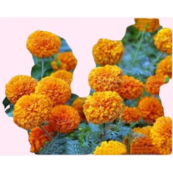 Nasiona Aksamitka pełna mix szt.8 N198