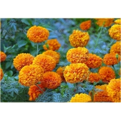 Nasiona Aksamitka pełna mix szt.8 Nxx198