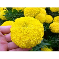 Nasiona Aksamitka pełna mix szt.8 Nxx198