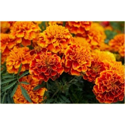 Nasiona Aksamitka pełna mix szt.8 Nxx198