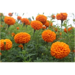 Nasiona Aksamitka pełna mix szt.8 Nxx198