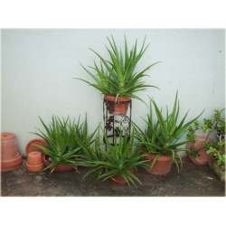 Nasiona Aloes leczniczy szt.5 Nxx118