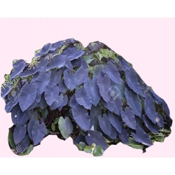 Nasiona Alokazja olbrzymia szt.5 N300