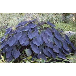 Nasiona Alokazja olbrzymia szt.5 Nxx300