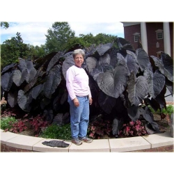 Nasiona Alokazja olbrzymia szt.5 Nxx300