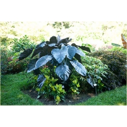 Nasiona Alokazja olbrzymia szt.5 Nxx300