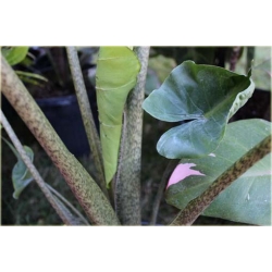 Nasiona Alokazja olbrzymia szt.5 Nxx300