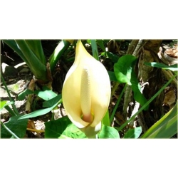 Nasiona Alokazja olbrzymia szt.5 Nxx300