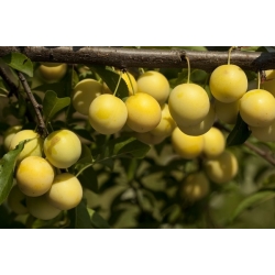 nasiona Śliwa ałycza Prunus myrobalana szt5 Fore208