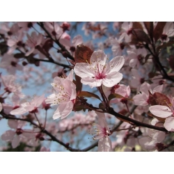 nasiona Śliwa ałycza Prunus myrobalana szt5 Fore208