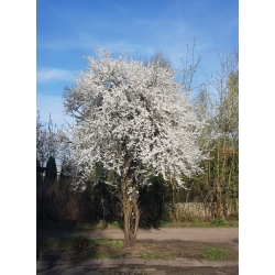 nasiona Śliwa ałycza Prunus myrobalana szt5 Fore208