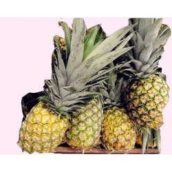 Nasiona Ananas jadalny szt.5 N427